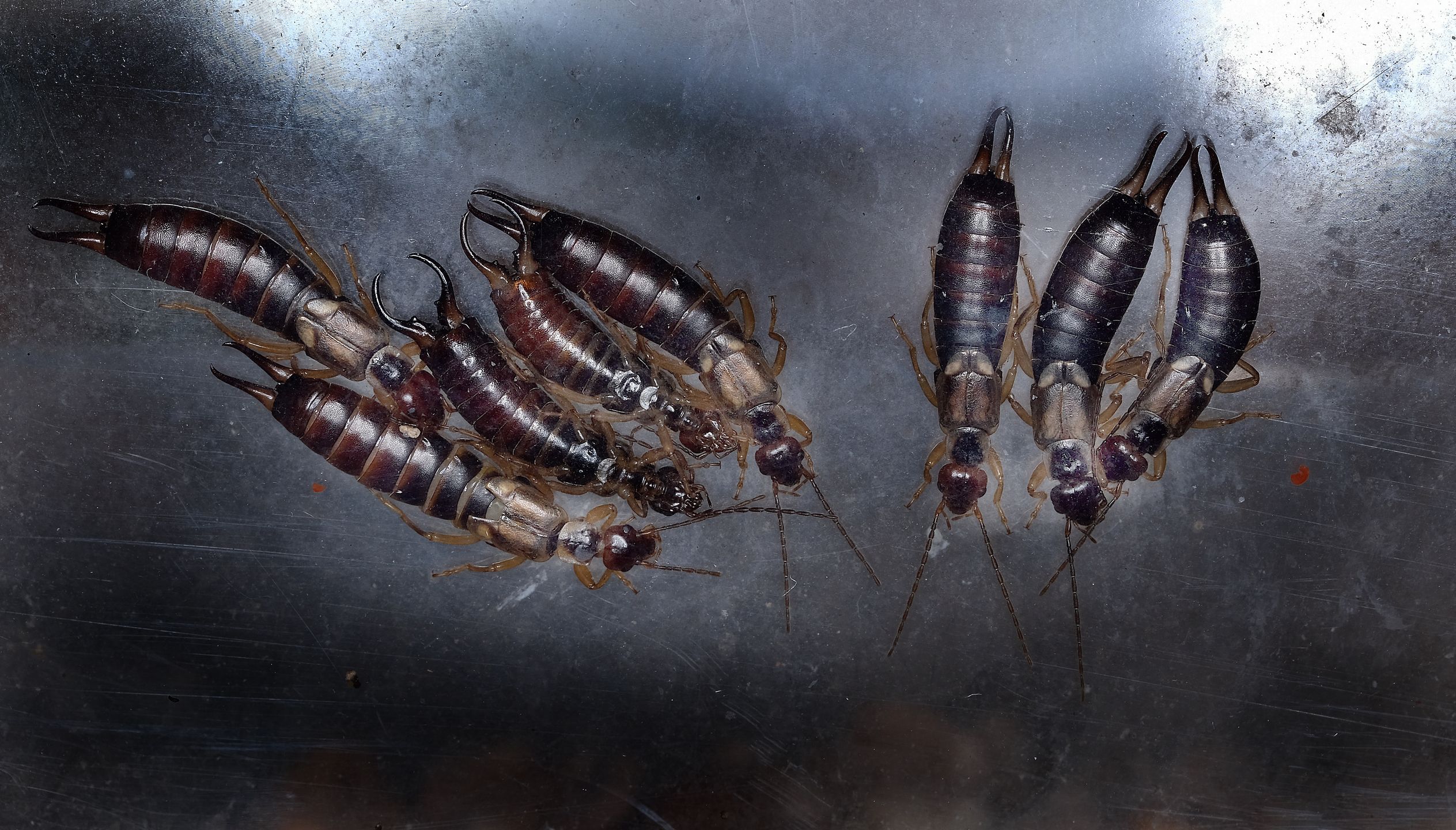 group, numbe, rearwig, insect, small, space, glass, sheet, safe, safety, safer, environment, nature, natural, eat, eats, feed, feeds, feeding, eaing, live, life, leg, six, 6, antennae, head, warm, damp, dark, centipede, macro, animal, bug, caterpillar, white, isolated, brown, worm, larva, millipede, close-up, closeup, wildlife, predator, food, beetle, garden
