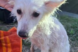 Właściciele wybrali się na basen. Psa zamknęli w aucie