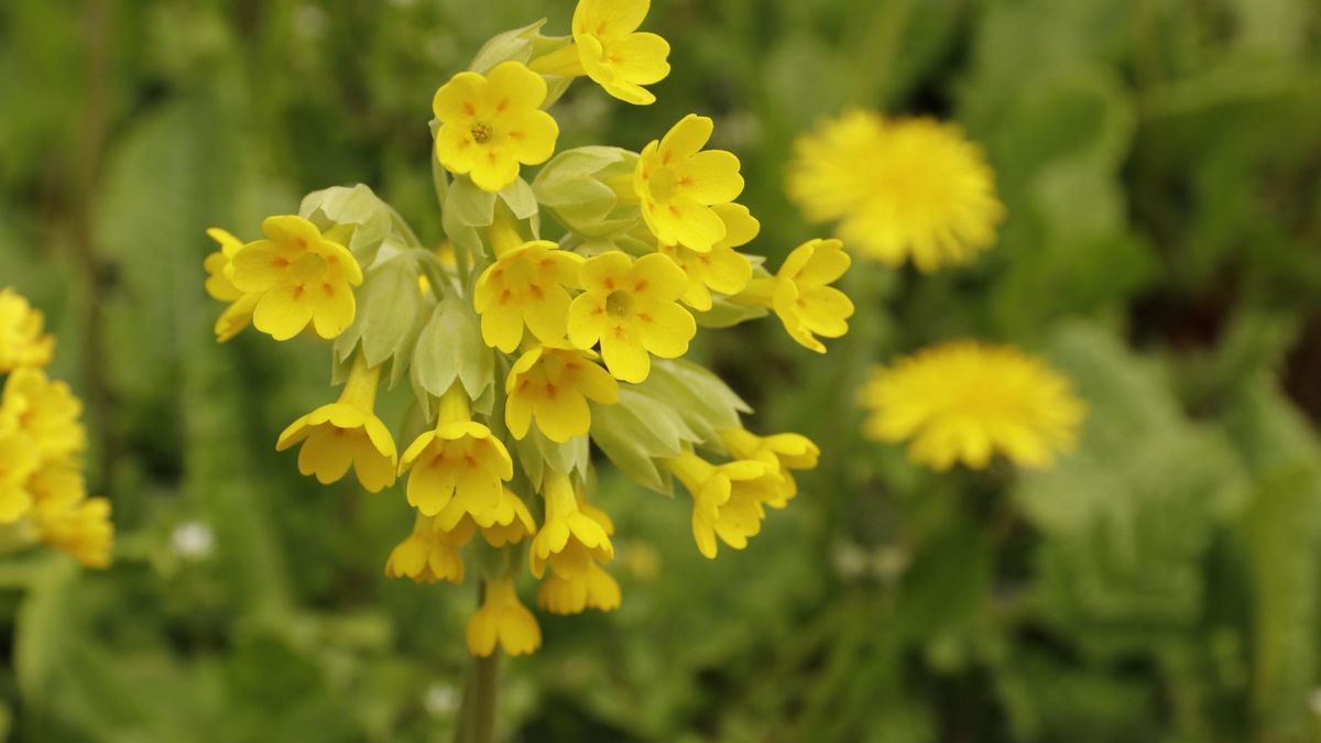 Pierwiosnek lekarski (Primula veris) to  roślina lecznicza, którą zbiera się w kwietniu i maju.