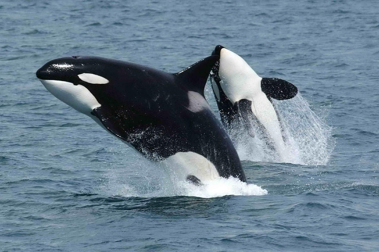Fotograf uchwycił na filmie zaskakujące zachowanie orki