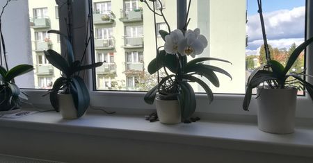 Storczyki w pokoju dziecka? Mogą być szkodliwe i wywoływać reakcje alergiczne