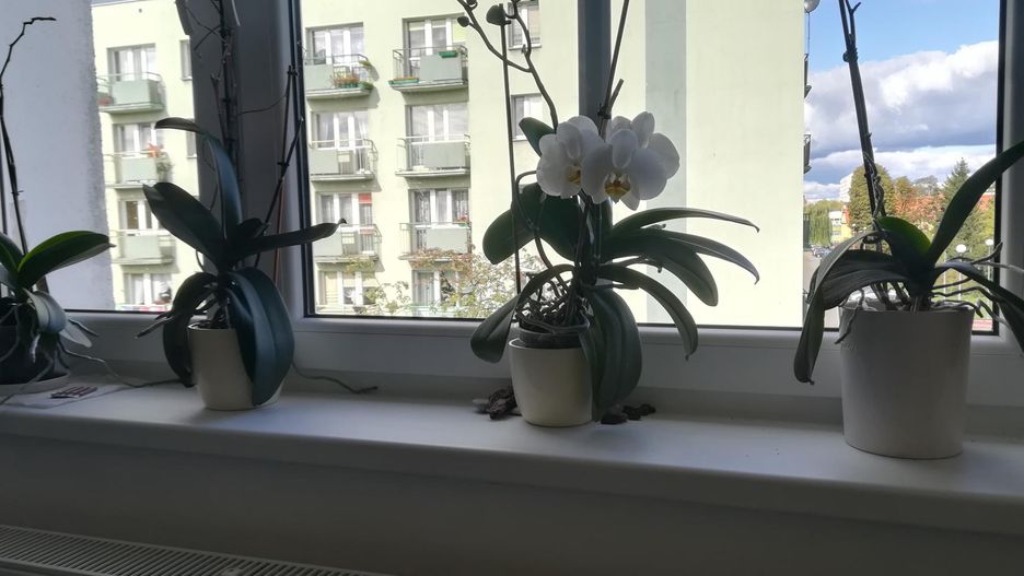 Storczyki nie powinny stać w sypialni