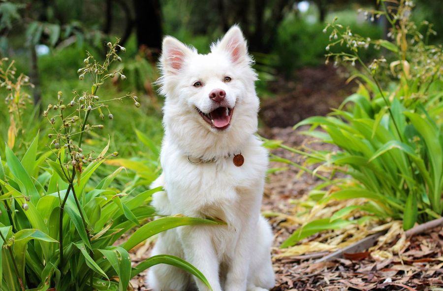 It’s good to have a dog. Risk of serious diseases lowered