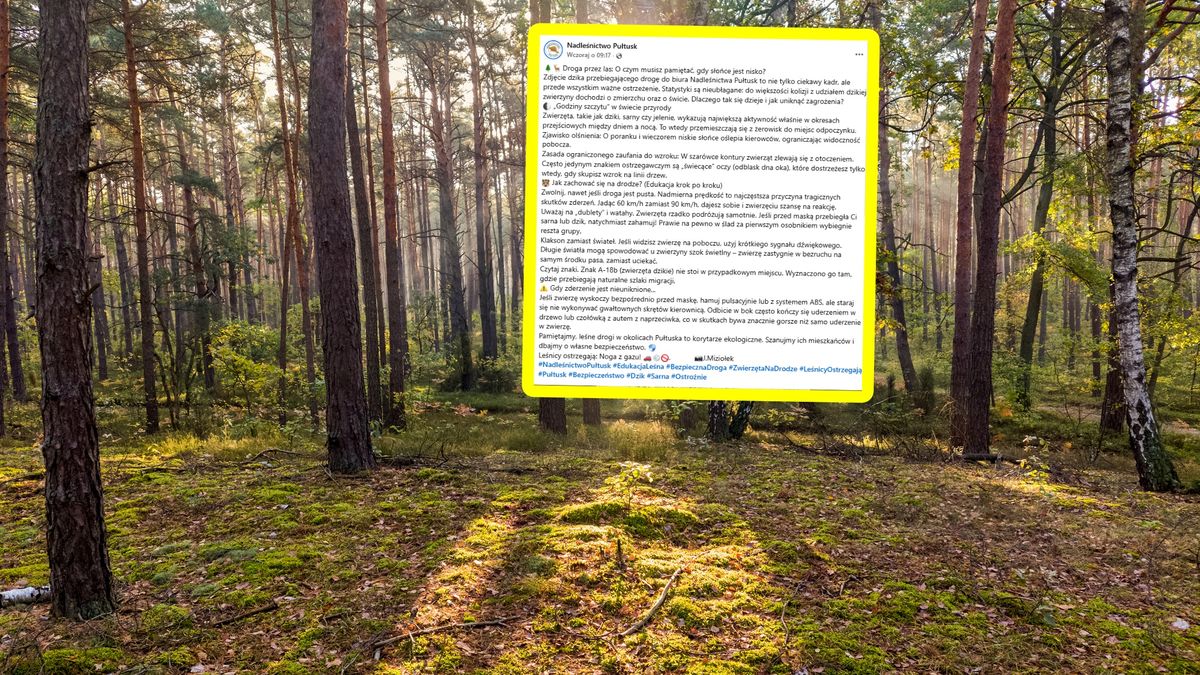 Leśnicy podpowiadają, jak reagować na dziką zwierzynę.