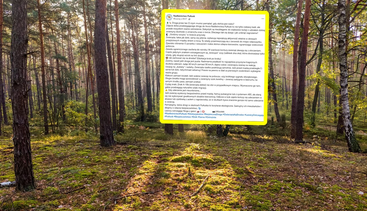 "Szok świetlny". Leśnicy instruują. Nigdy tak nie rób