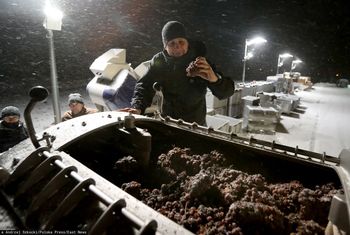 Mrozy to dla nich żniwa. Ten alkohol nie powstaje w Polsce co roku