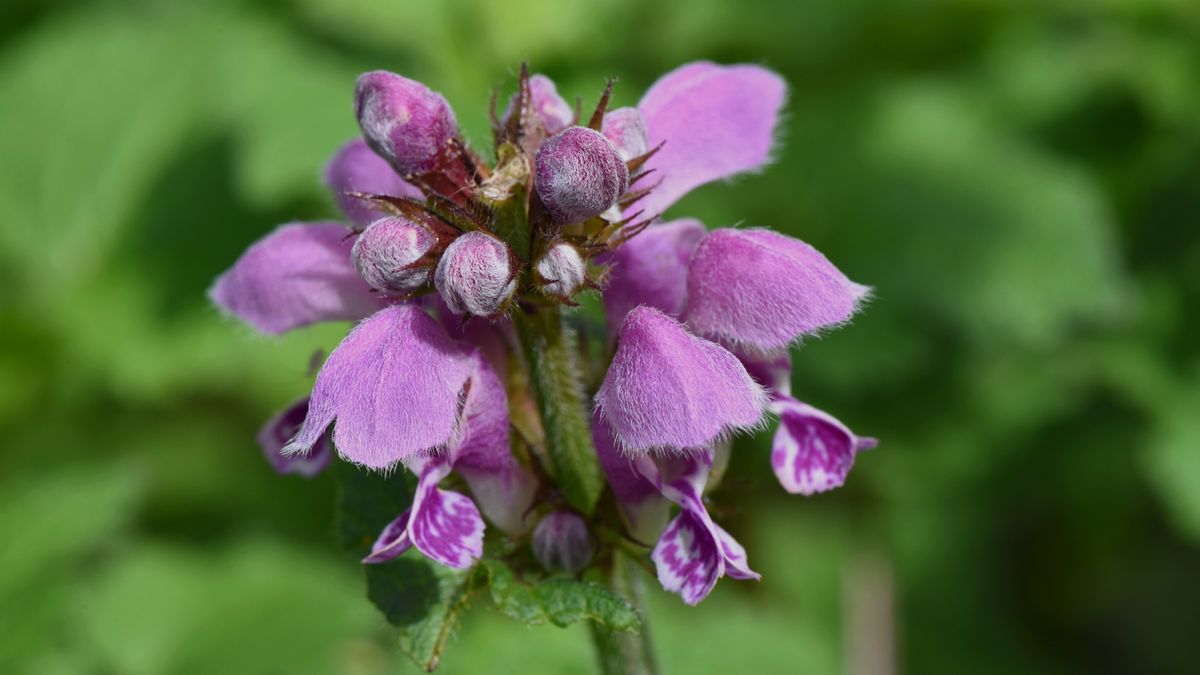 Close-up of red dead-nettle (Lamium purpureum) flowerMinh Hoang Cong / 500pxlamium purpureum, red dead-nettle