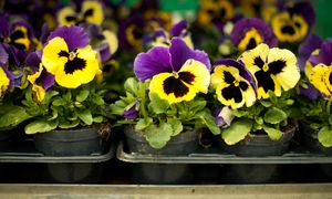 Nigdy nie sadź obok bratków. Od razu padną