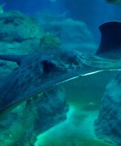 Wrocław. Wielka sensacja w ZOO. Drugie takie narodziny na świecie