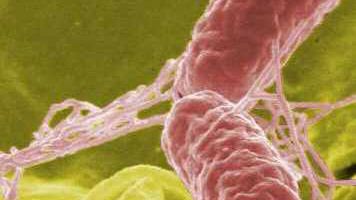 Salmonella... lekiem? I to na raka?! 1