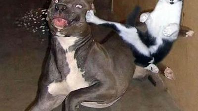 Masz kota? Nie graj przy nim w Kinecta! 1