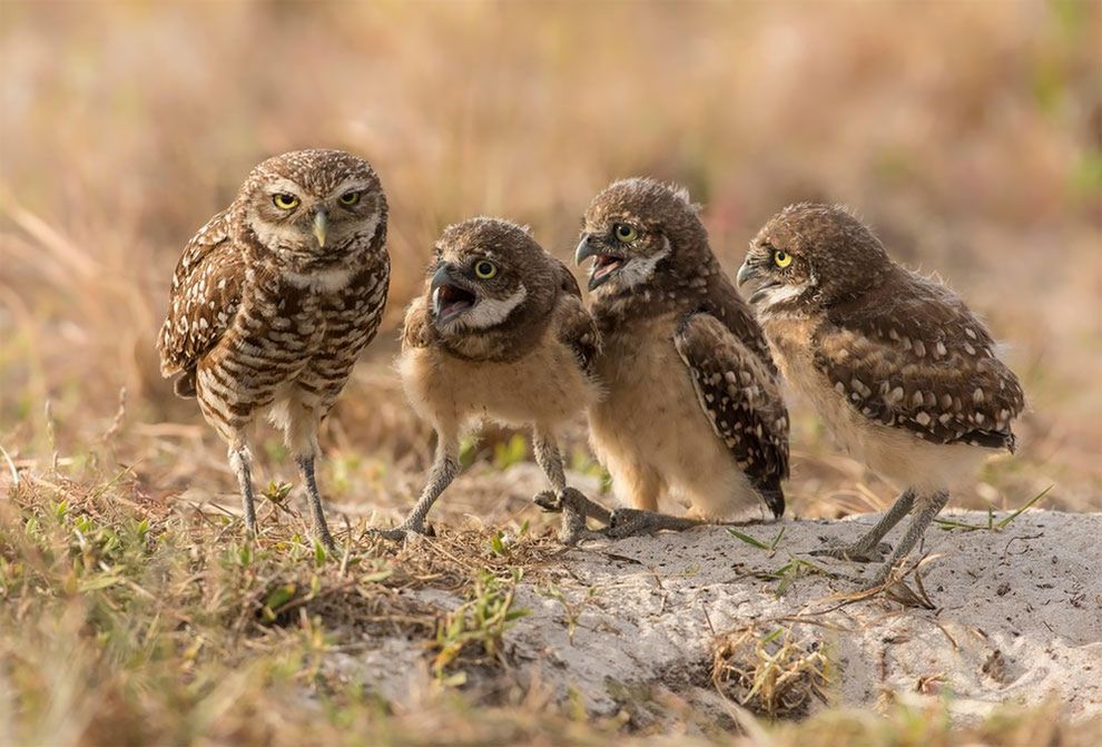 Najzabawniejsze zdjęcia finalistów The Comedy Wildlife Photography Awards 2017 8