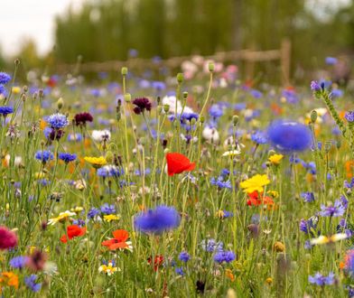 Dąbrowa Górnicza. Chcesz założyć łąkę kwietną? Miasto da nasiona