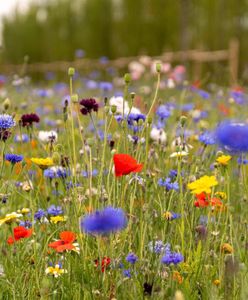 Dąbrowa Górnicza. Chcesz założyć łąkę kwietną? Miasto da nasiona