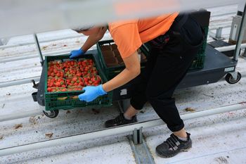 16 tys. bez znajomości języka. Chcą Polaków do pracy