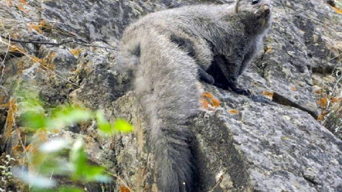 Wiewiórki mieszkają w Himalajach