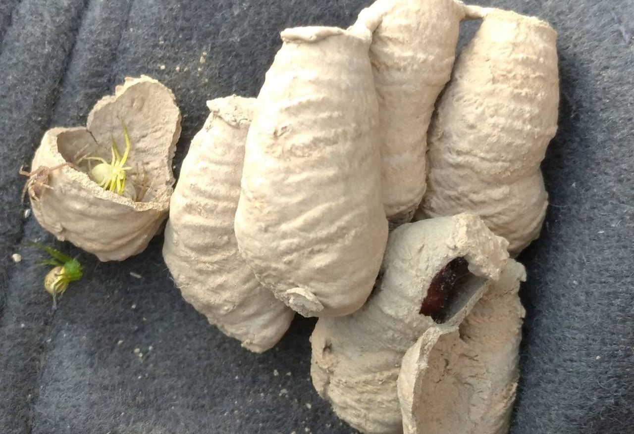Missverständnisse über Wandwespen: Keine Gefahr, aber störend im Haus