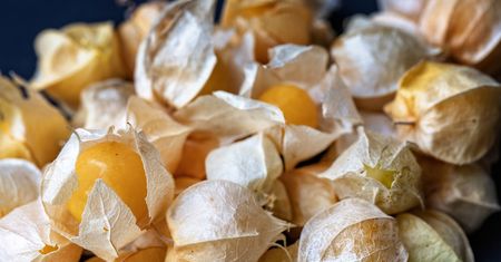 "Złota jagoda" z powodzeniem zastąpi słodycze. To o jej zaletach mówią badania