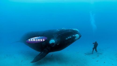 Samsung Dive, zlokalizuj zagubiony telefon - za darmo 1