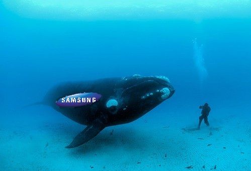 Samsung Dive, zlokalizuj zagubiony telefon - za darmo