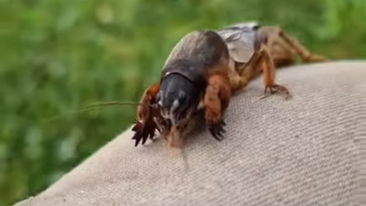 Turkucia podjadka zna wielu, choć wielu nie wie, jak ciekawy to owad