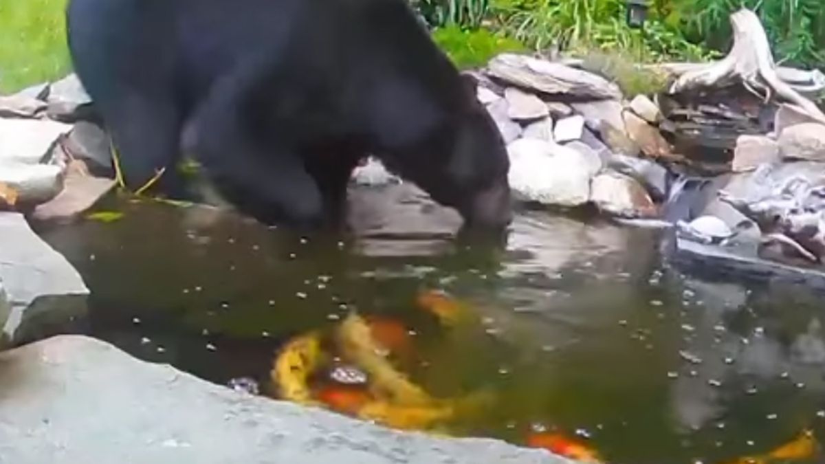 Niedźwiedź postanowił zażyć kąpieli w oczku wodnym zamieszkałym przez karpie koi