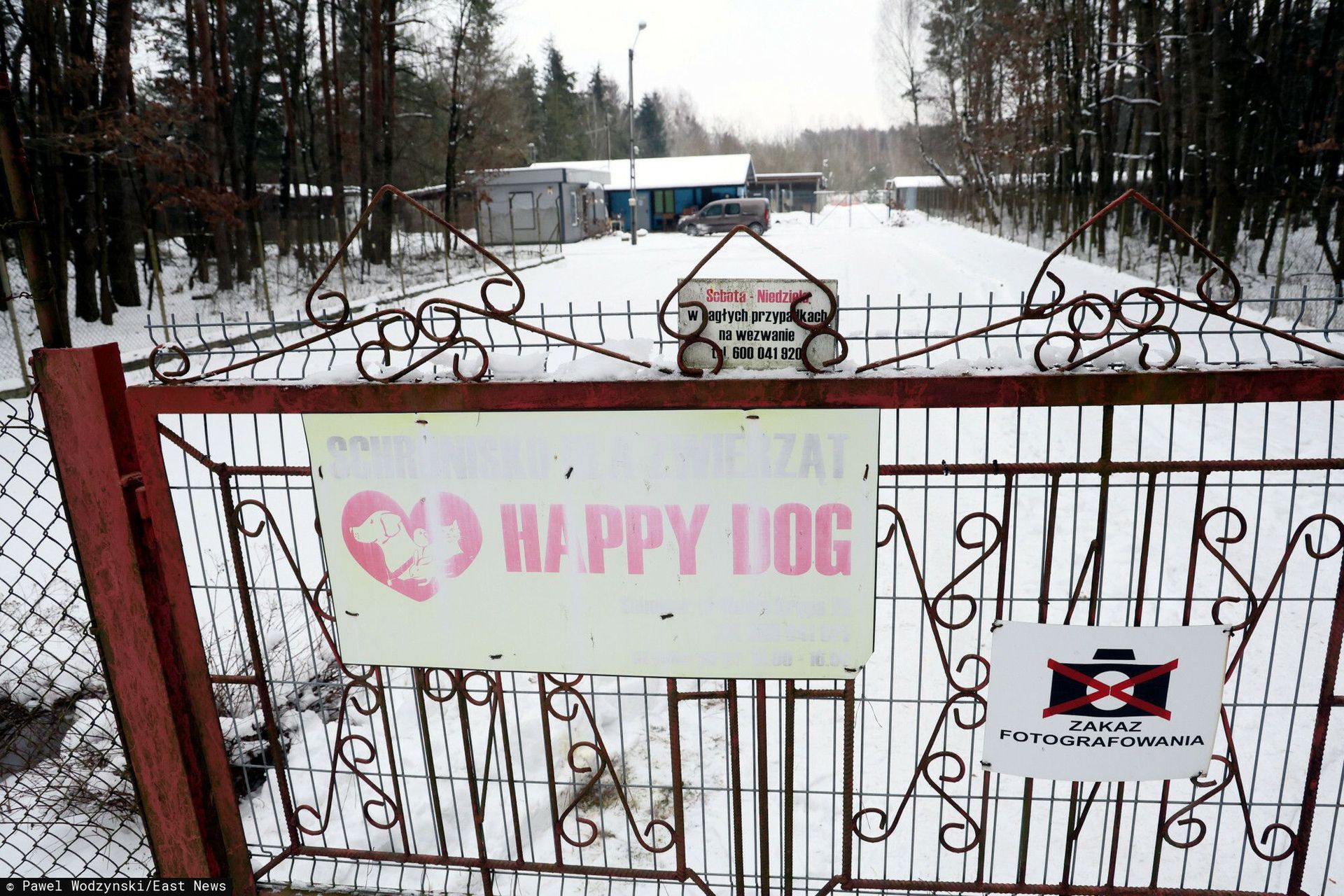 wiadomości,aktualności,WP Wiadomości Dramat psów w schronisku w Sobolewie. Kilka lat temu apelowano o cofnięcie pozwolenia