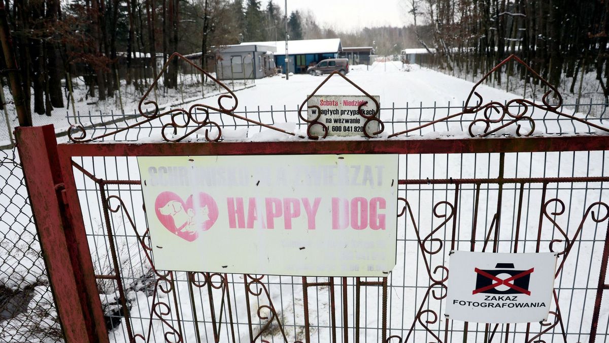 Schronisko w Sobolewie zostało zamknięte, a psy zabrane