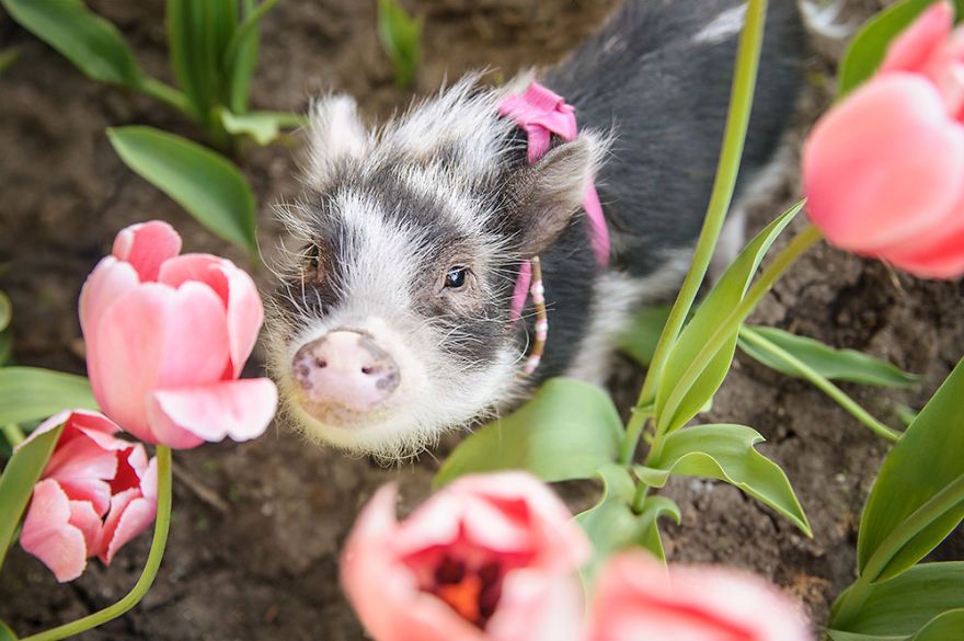 Zdjęcia świnki Fluffy od razu poprawią wam dzień 4
