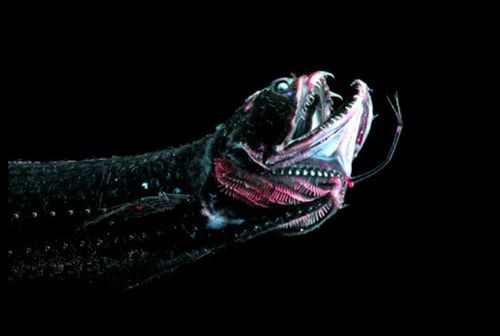 10 zadziwiających organizmów bioluminescencyjnych 6
