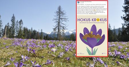 Krokusy w Tatrach. Wraz z kwiatami pojawiły się ostrzeżenia