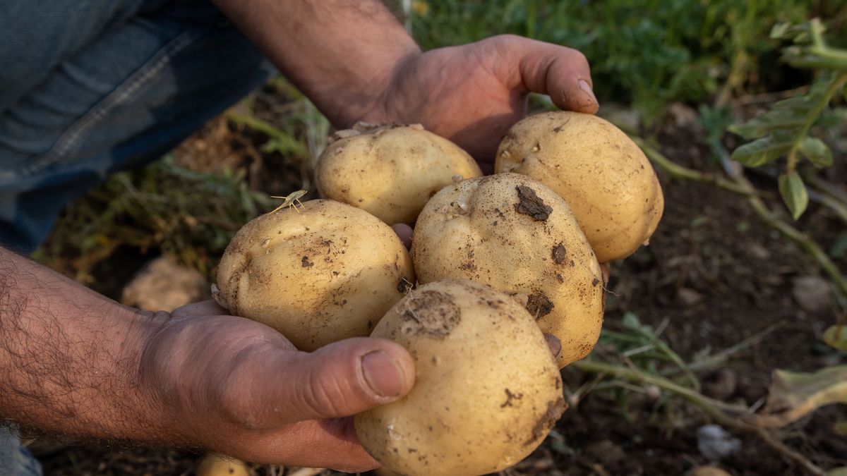 DUHOK, IRAQ - JULY 11: Freshly harvested potatoes lie on the ground at a field cultivated by Duhok University's Faculty of Agriculture in Duhok, Iraq, on July 11, 2025. The locally developed seed potatoes mark the first successful yield under the initiative. (Photo by Muhammet Bamerni/Anadolu via Getty Images)