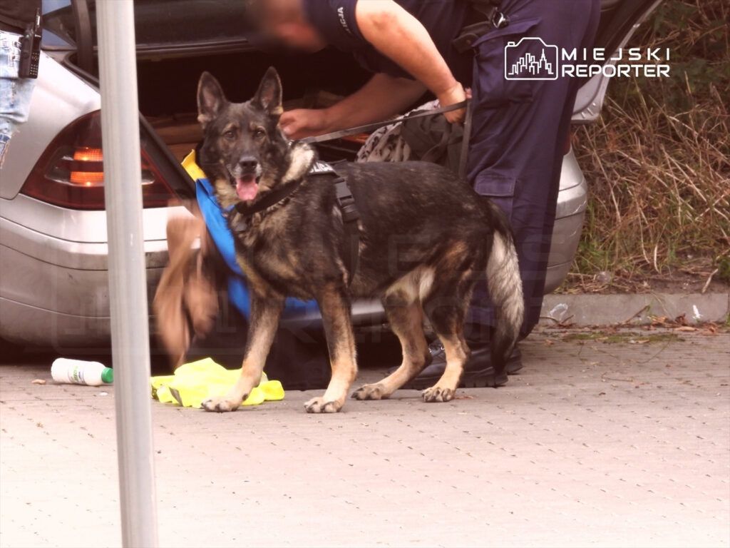 Pies policyjny w kamizelce stoi obok otwartego bagażnika samochodu, podczas gdy funkcjonariusz przeszukuje wnętrze.