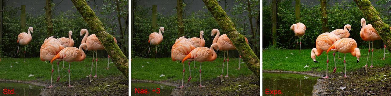 Flamingi z trybu Standardowego wydały mi się zbyt blade (lewe zdjęcie), więc spróbowałem użyć filtra Ekspresyjnego — zdjęcie prawe. Flamingom to pomogło, ale na trawie widać Velvię do trzeciej potęgi. Optimum okazało się zwykłe podniesienie nasycenia  —  zdjęcie środkowe.