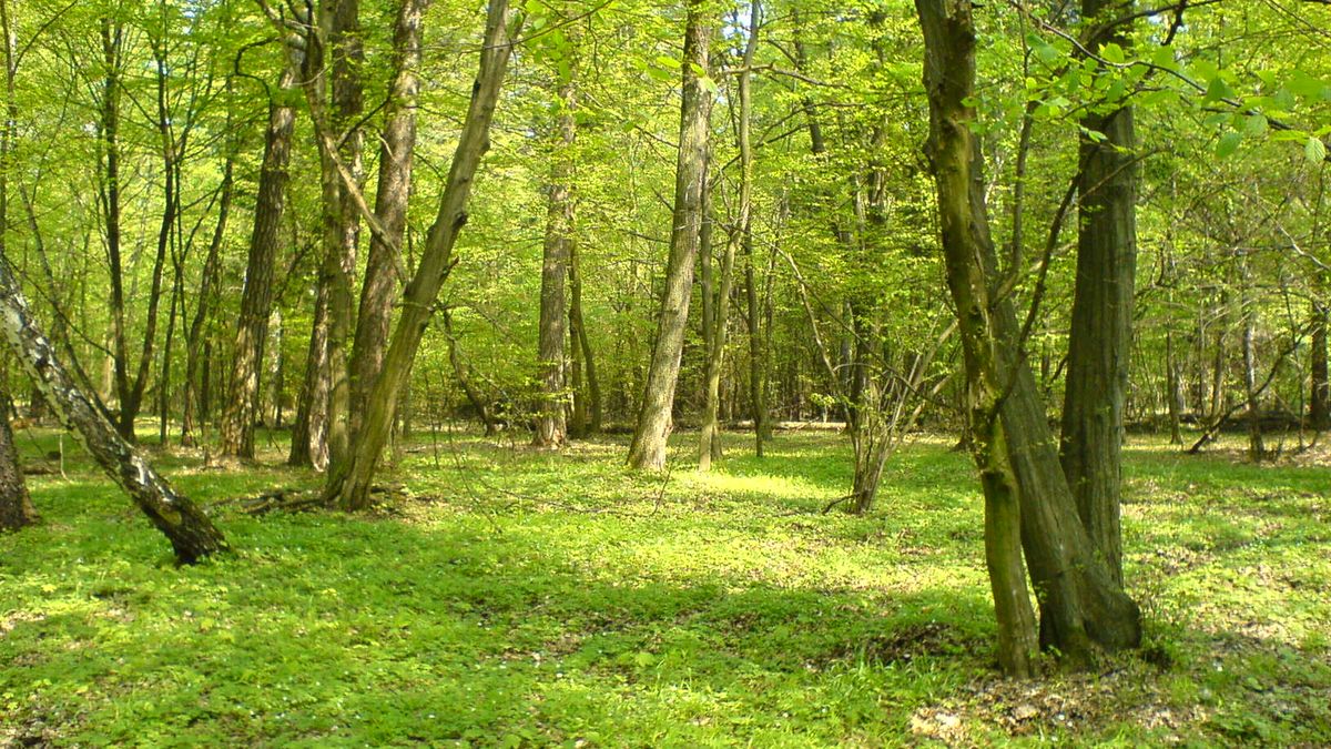 Co można zrobić z tych drzew? 1