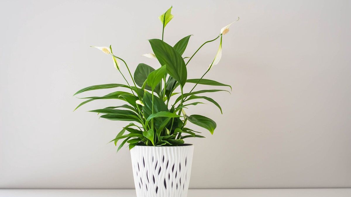 Skrzydłokwiat, fot. Pixabay