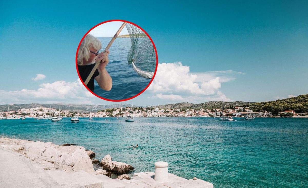 Niebezpieczna ryba u brzegu Chorwacji. Jest niezwykle trująca/ zdjęcie ilustracyjne