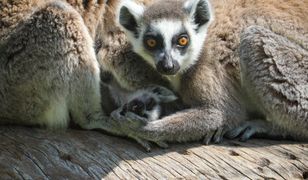 Rozebrała się i ukryła wśród lemurów. Szok w czeskim ZOO