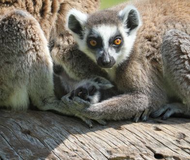 Rozebrała się i ukryła wśród lemurów. Szok w czeskim ZOO