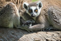 Rozebrała się i ukryła wśród lemurów. Szok w czeskim ZOO