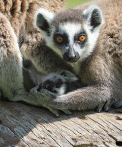Rozebrała się i ukryła wśród lemurów. Szok w czeskim ZOO
