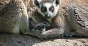 Rozebrała się i ukryła wśród lemurów. Szok w czeskim ZOO