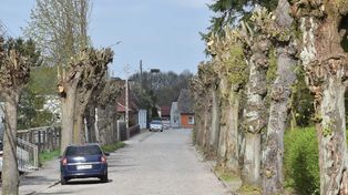 Aleja lipowa w Bobrowicach ogołocona. Czy drzewa powinno się tak bardzo przycinać?