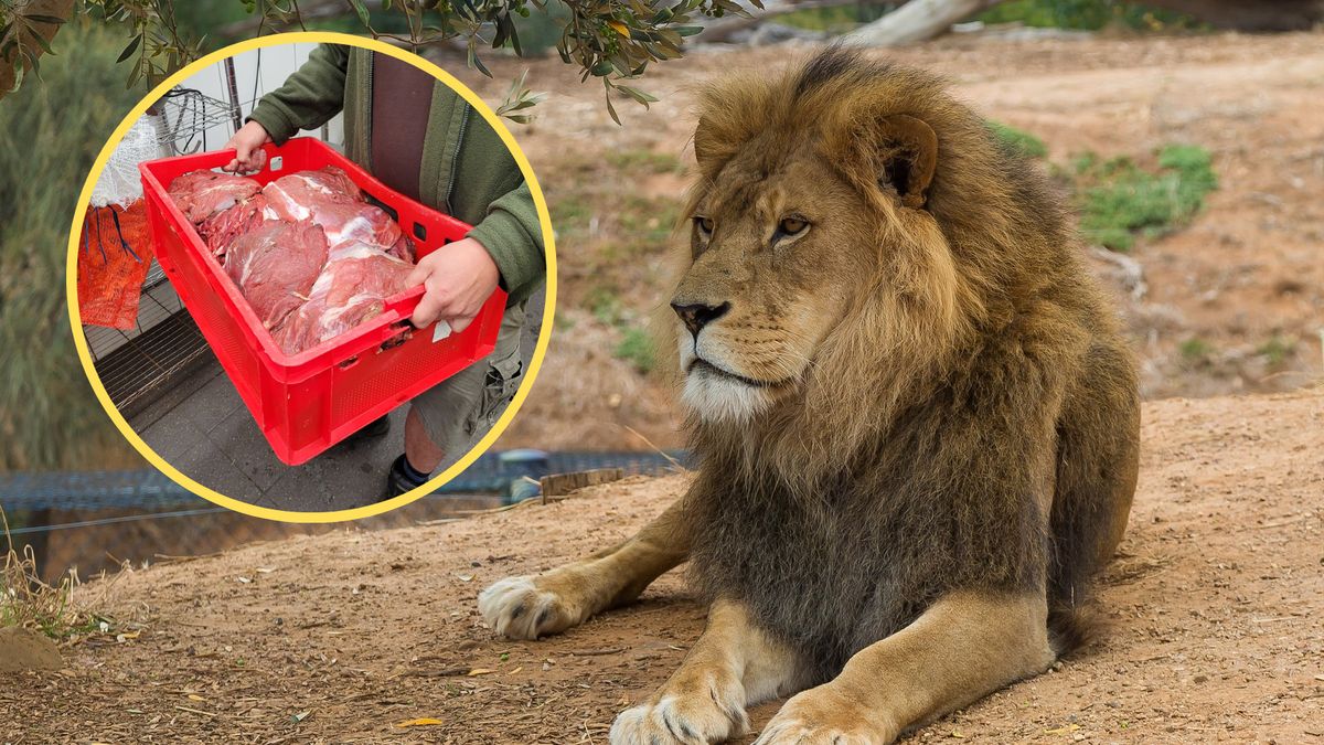  Zoo we Wrocławiu szuka młodszego opiekuna zwierząt drapieżnych