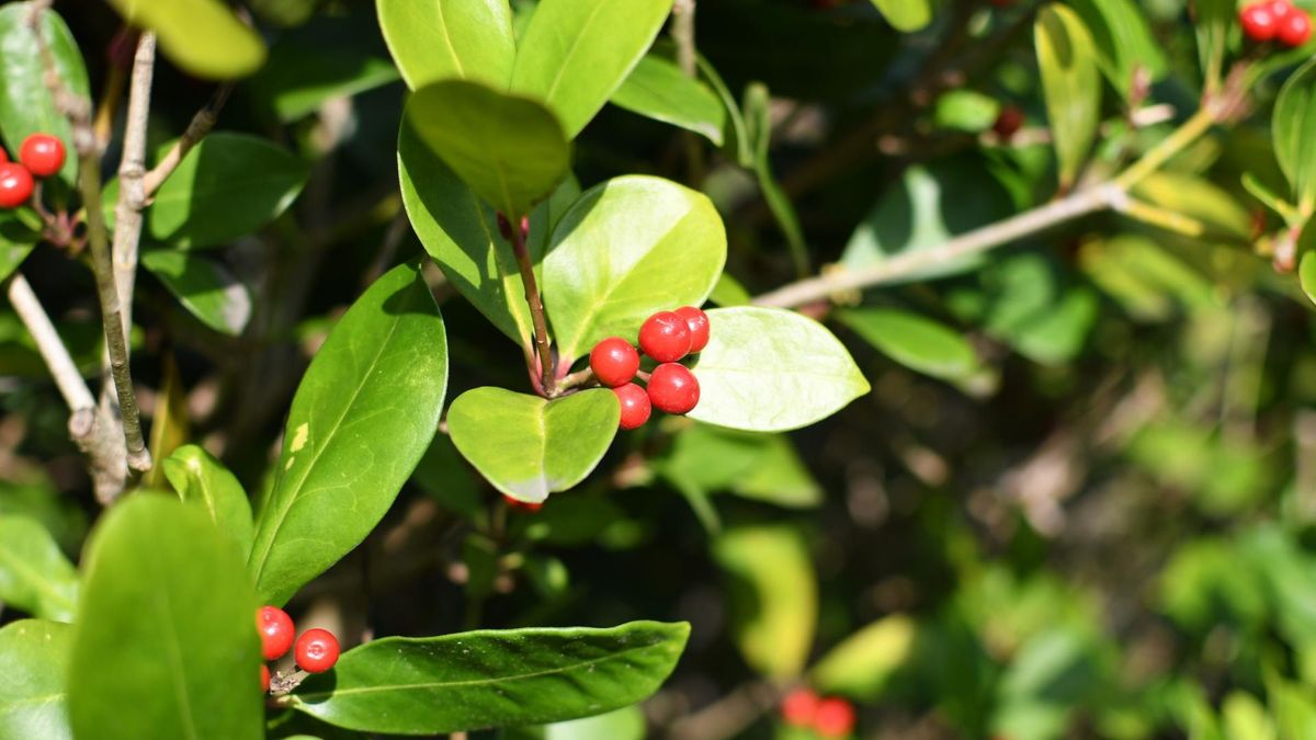 Liść mącznicy jest surowcem leczniczym, który działa na układ moczowy