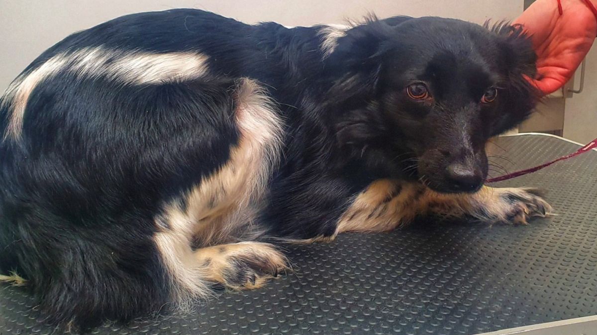 Suczka Fina padła ofiarą zoofila? 