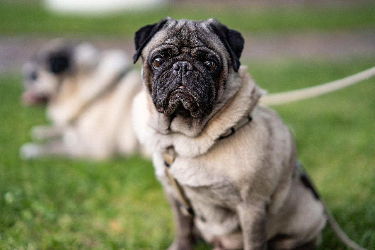 Converging fates: How breeding is reshaping pets' anatomy