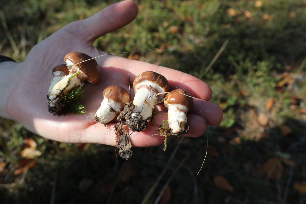 Jedne z najsmaczniejszych grzybów. Zrób jedną rzecz przed smażeniem