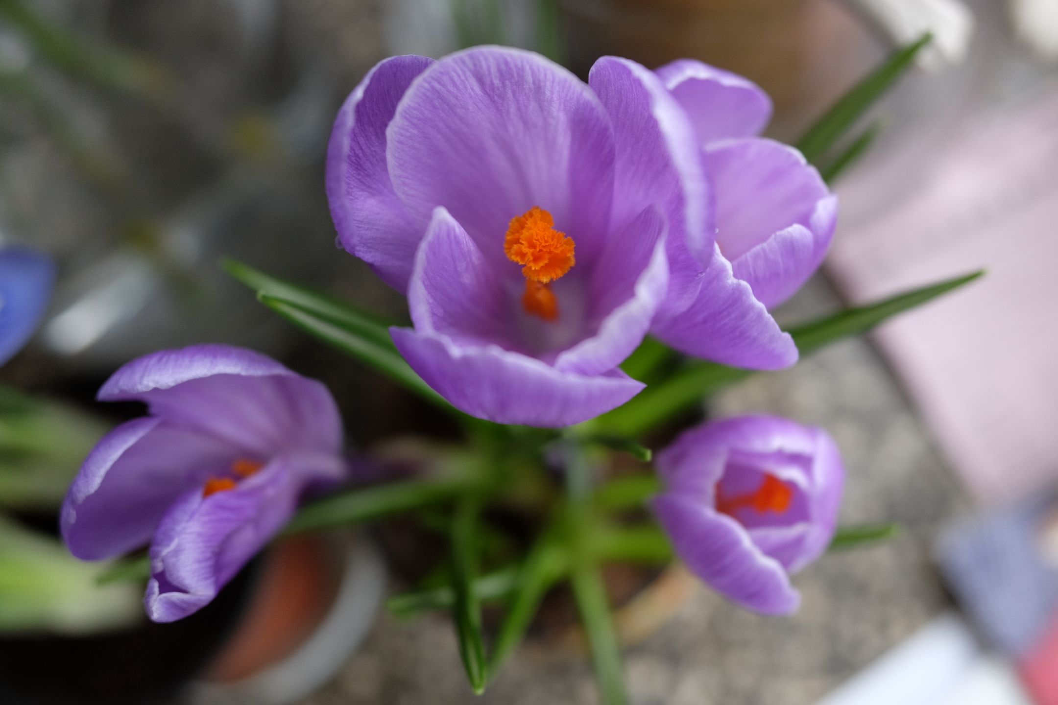 Fujifilm X70 - kieszonkowe APS-C [test] 62