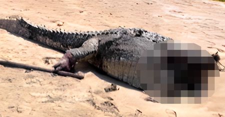 Bezgłowy krokodyl na plaży. Przerażające odkrycie spacerowiczów
